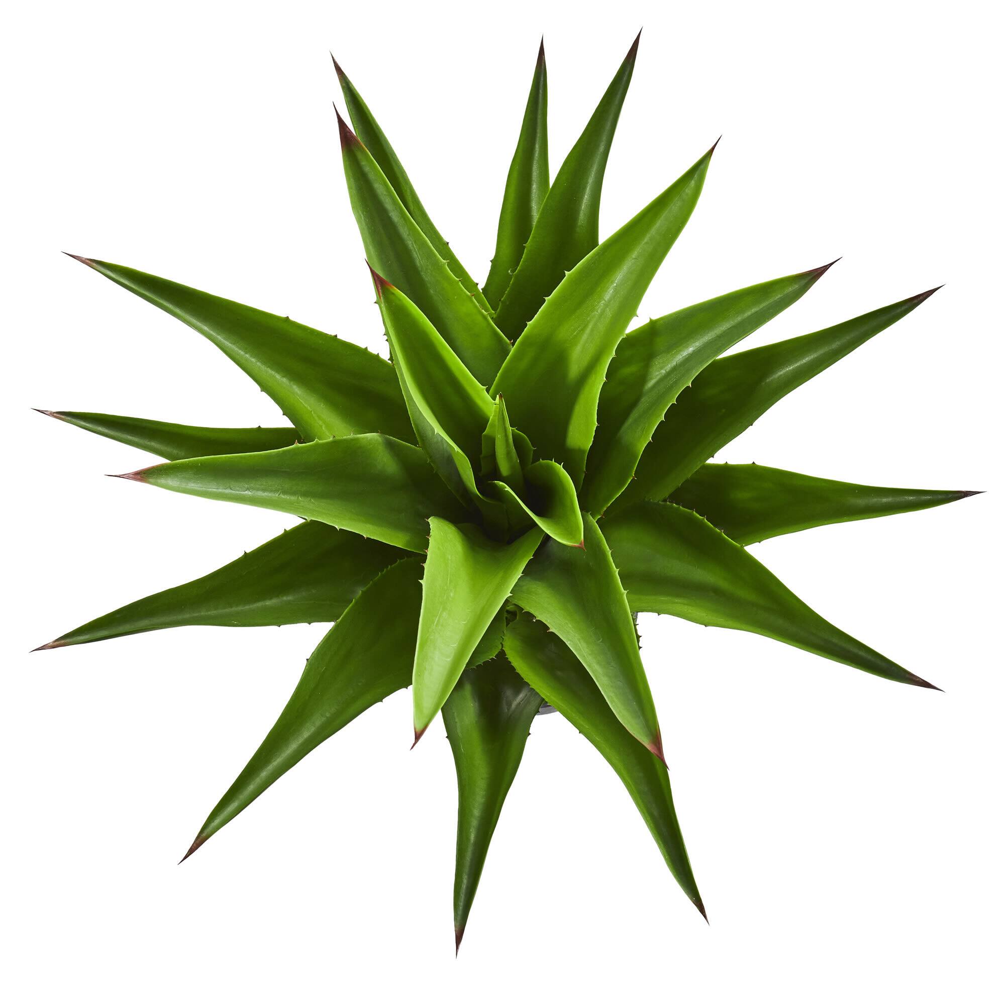 30" Potted Agave Plant